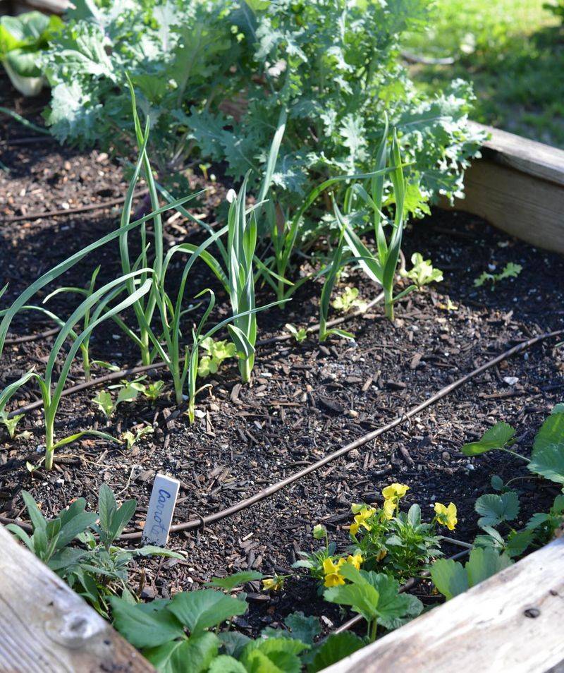 Finish Planting Warm-Season Vegetables After The Last Frost Passes