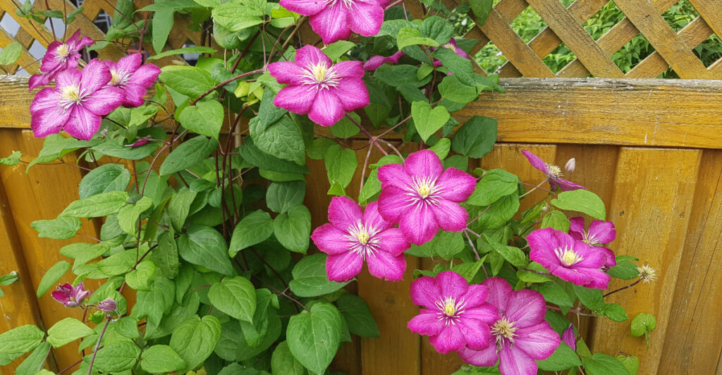 7-beautiful-clematis-trellis-ideas-for-oregon-gardens