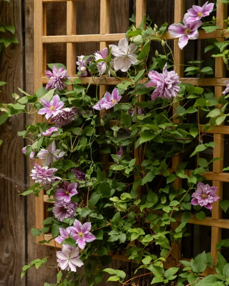 Wooden Lattice Trellis