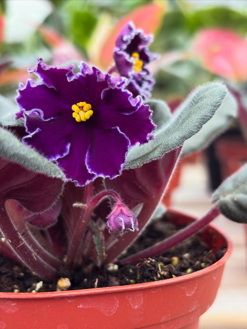 African Violet