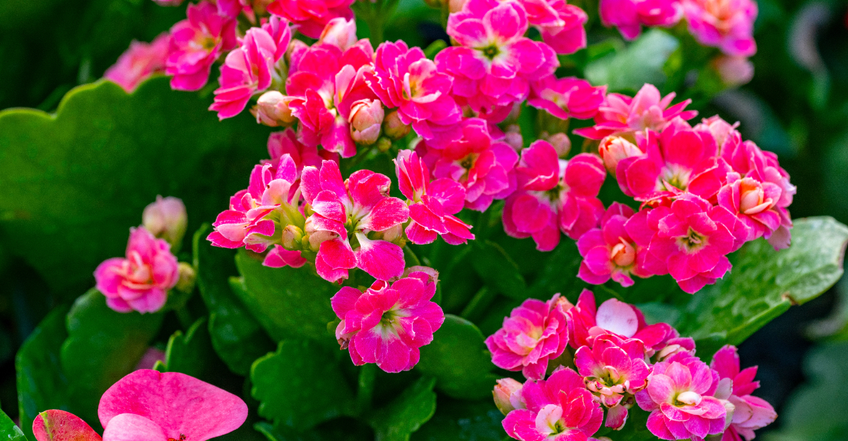 pink calanchoe