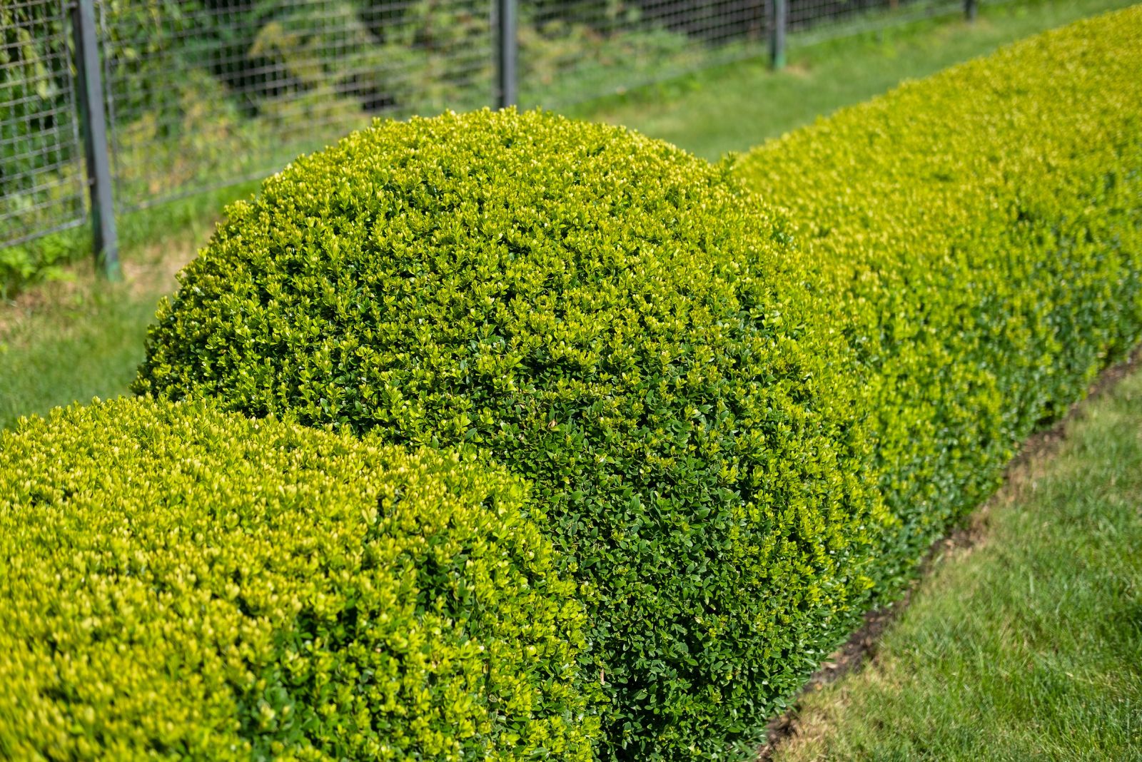 privacy hedge