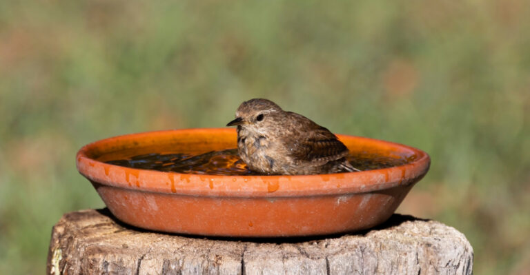 7 Birdbath Alternatives In Texas To Provide Fresh Water For Birds