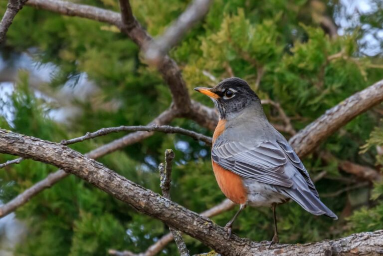 american robin