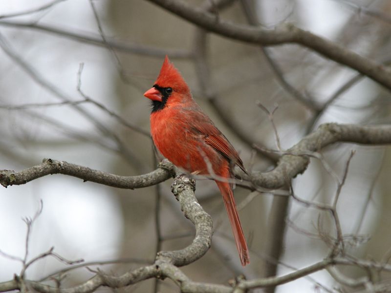 Northern Cardinal (Cardinalis Cardinalis)