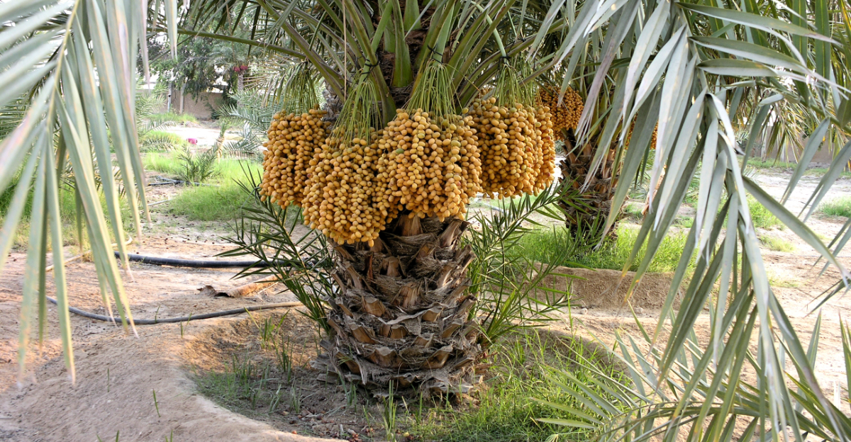 date palm (featured image)