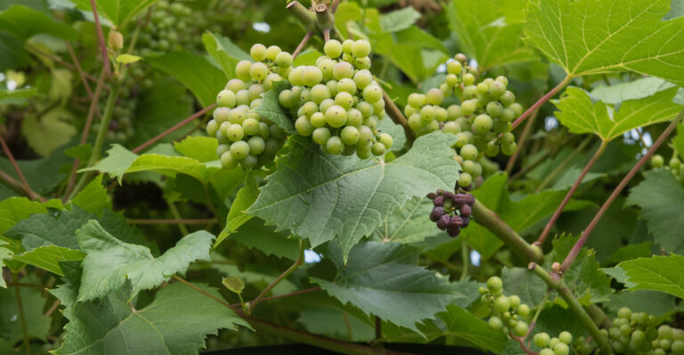 grapevines (featured image)