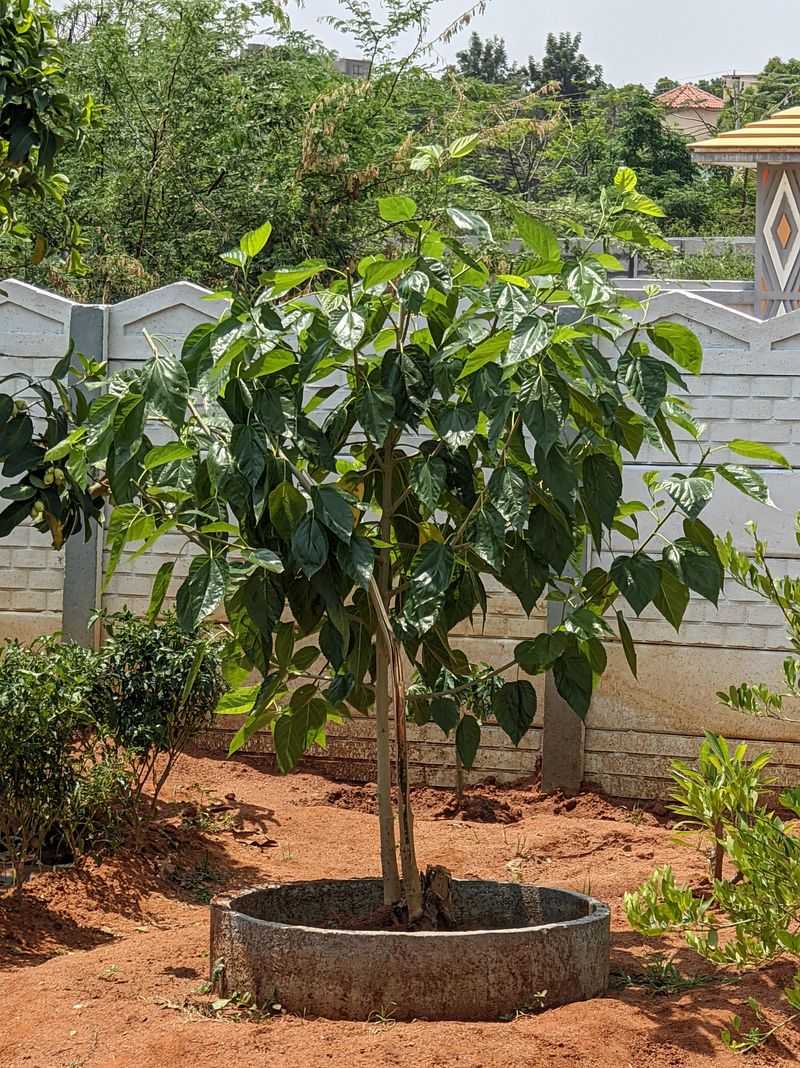 Planting In Poorly Draining Soil