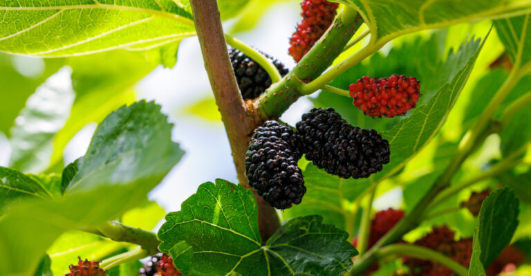 mulberry tree (featured image)
