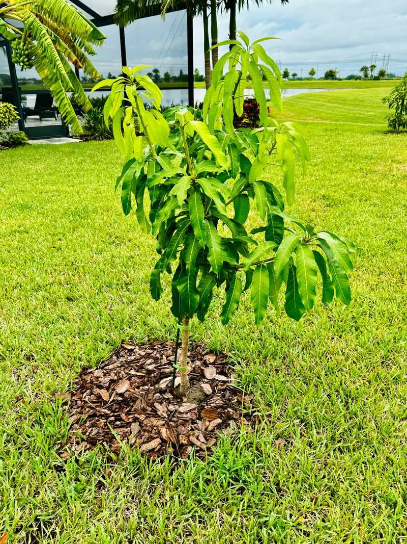 Planting Mangoes In Too Much Shade