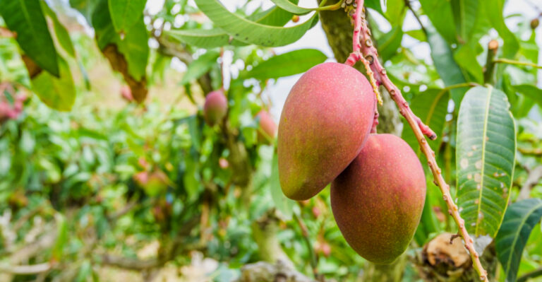 7 Common Mistakes Florida Gardeners Make With Mango Trees