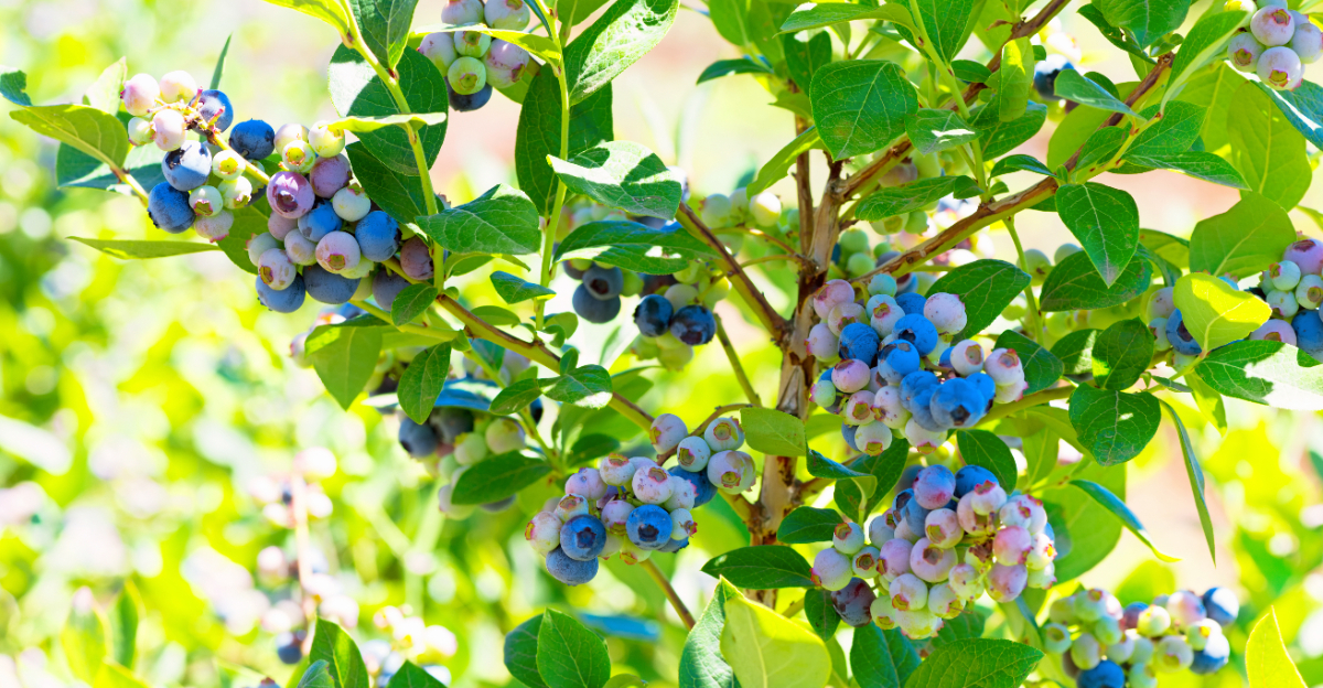 blueberries (featured image)