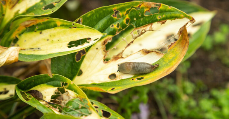 7 Common Mistakes Michigan Gardeners Make With Hostas