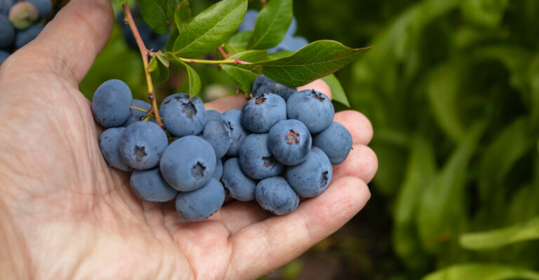 7 Common Mistakes Pennsylvania Gardeners Make When Growing Blueberries