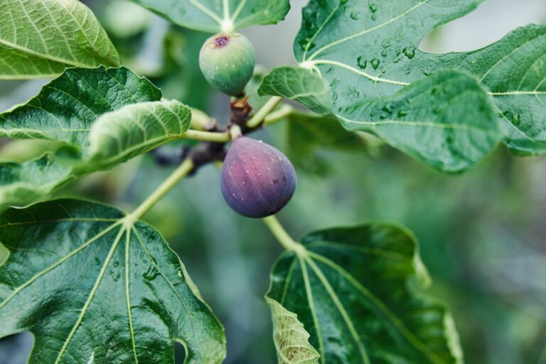fig tree