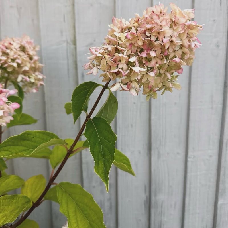 Planting Hydrangeas In Too Much Sun