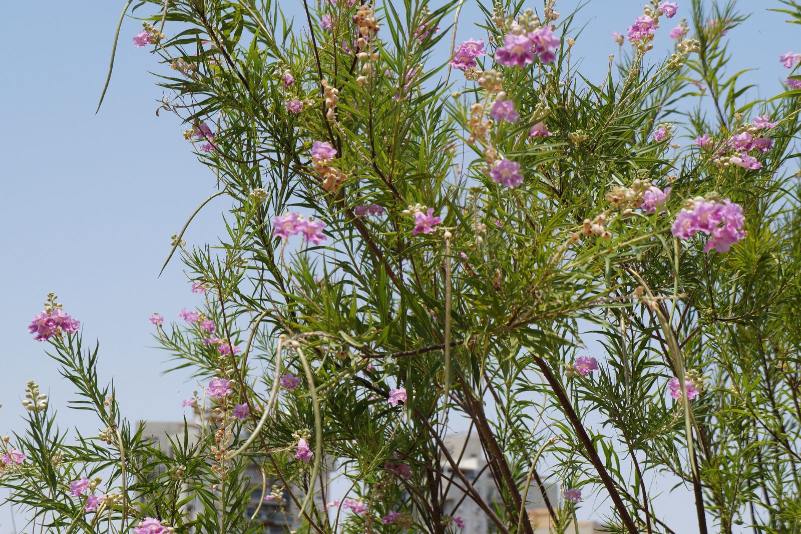 desert willow tree