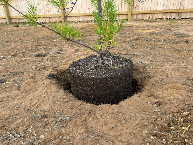 Planting It In Soil That Stays Wet