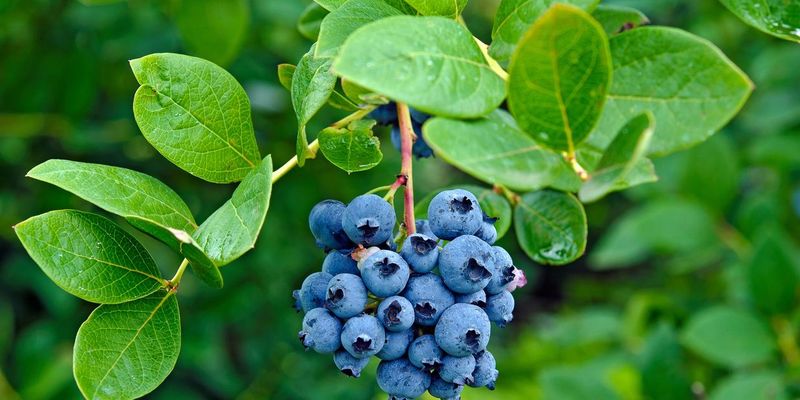Planting The Wrong Type Of Blueberry
