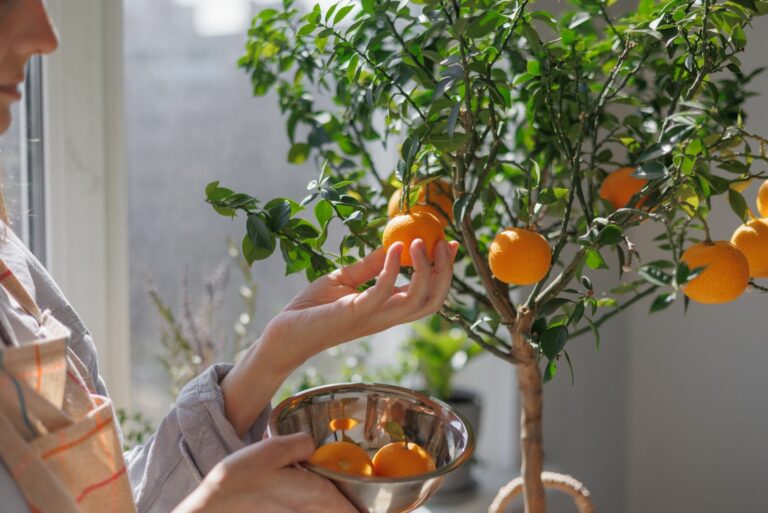 woman picking fruit from tree