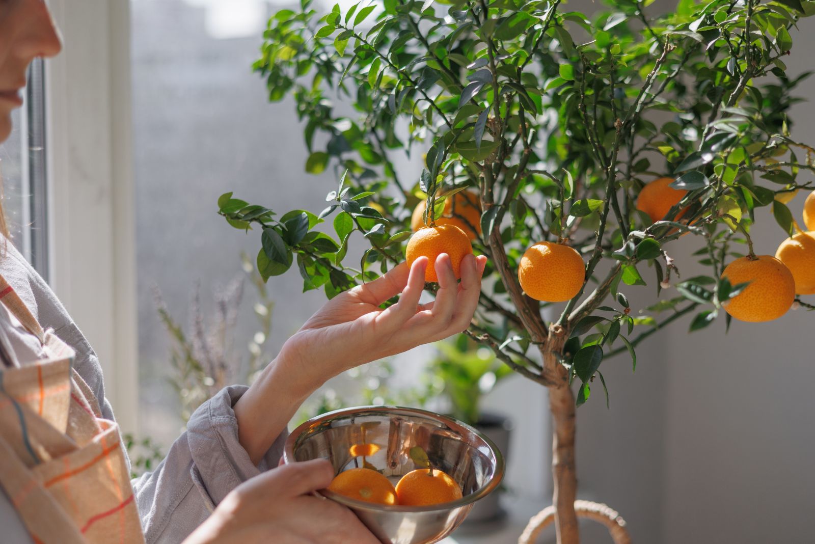 woman picking fruit from tree