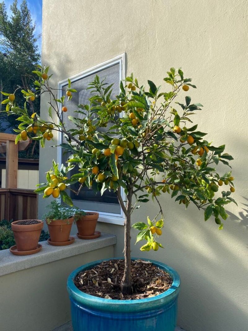 Planting Citrus Trees In The Wrong Location