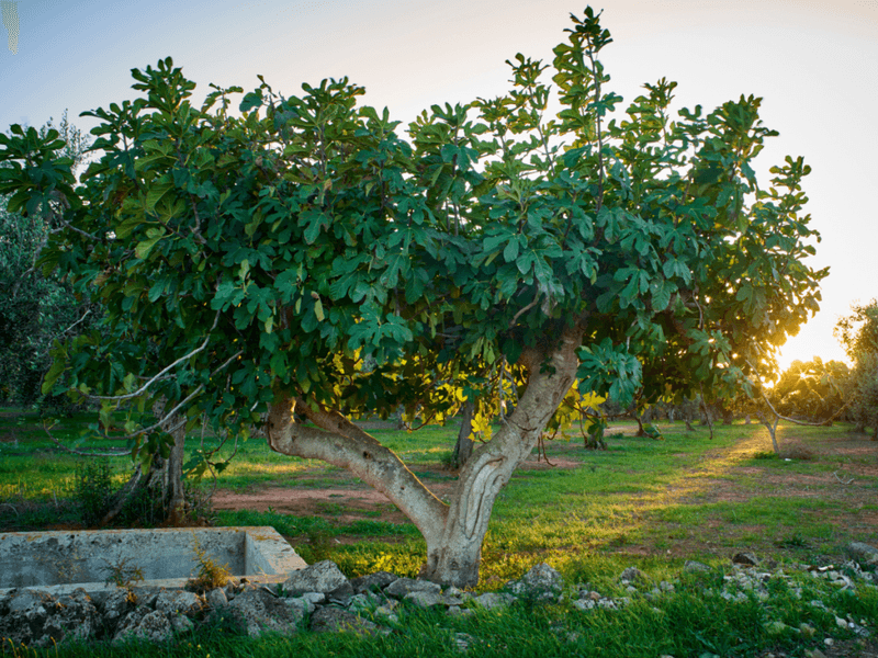Planting In The Wrong Spot