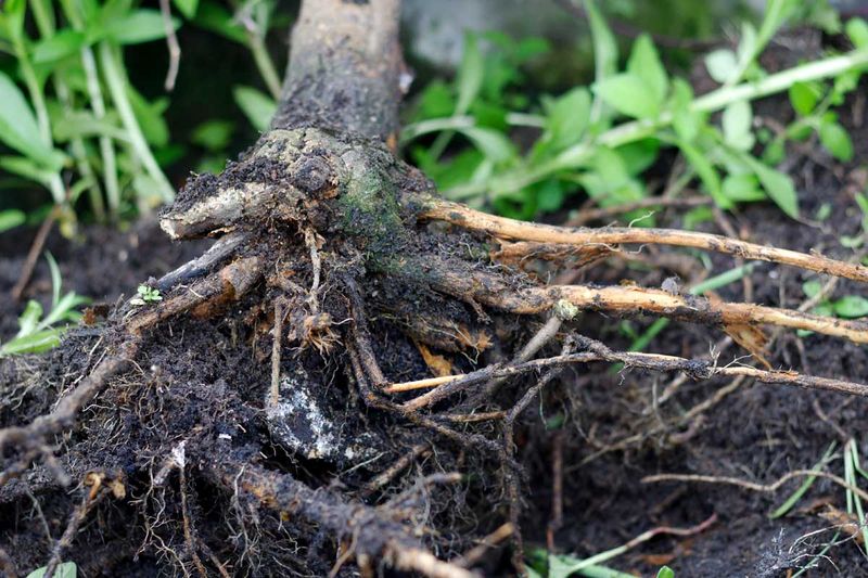 Planting In Soggy Spots That Drown Roots