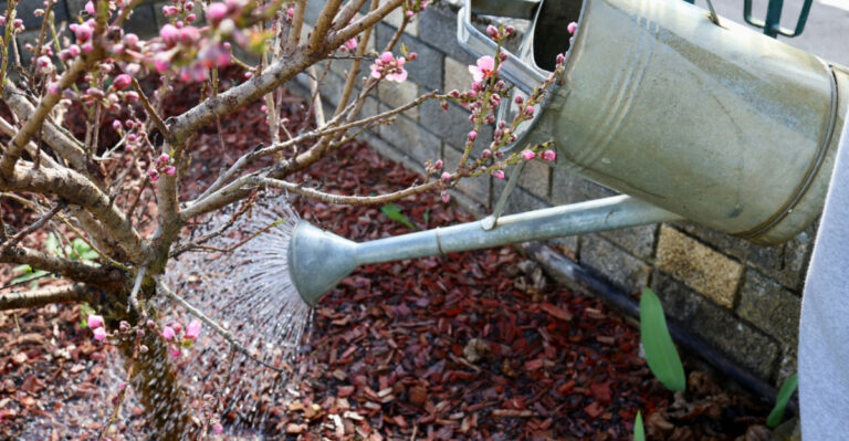 7 Common Mistakes Texas Gardeners Make With Peach Trees