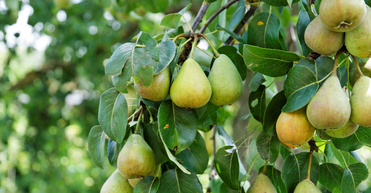 7 Common Mistakes Texas Gardeners Make With Pear Trees