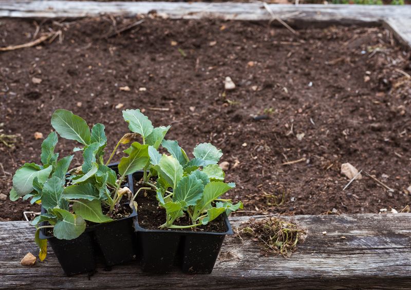 Planting Too Early Before Soil Warms Up