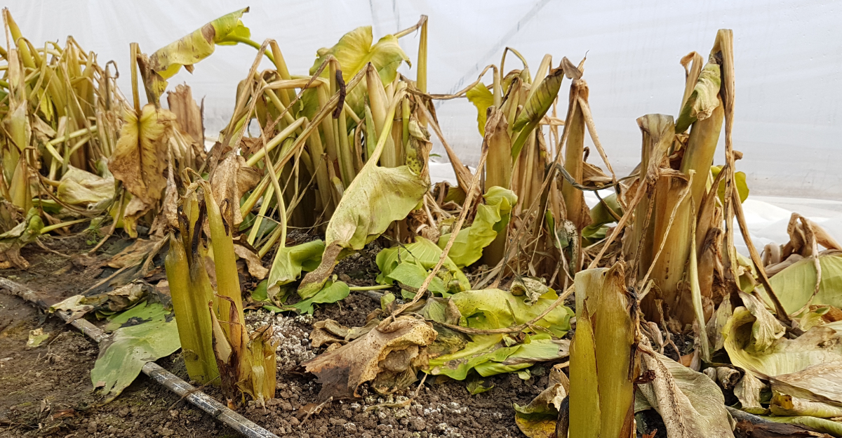 plants (featured image)