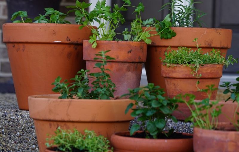 Create Mini Herb Gardens