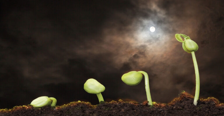 7 Crops Florida Gardeners Should Plant During A Waxing Moon In March