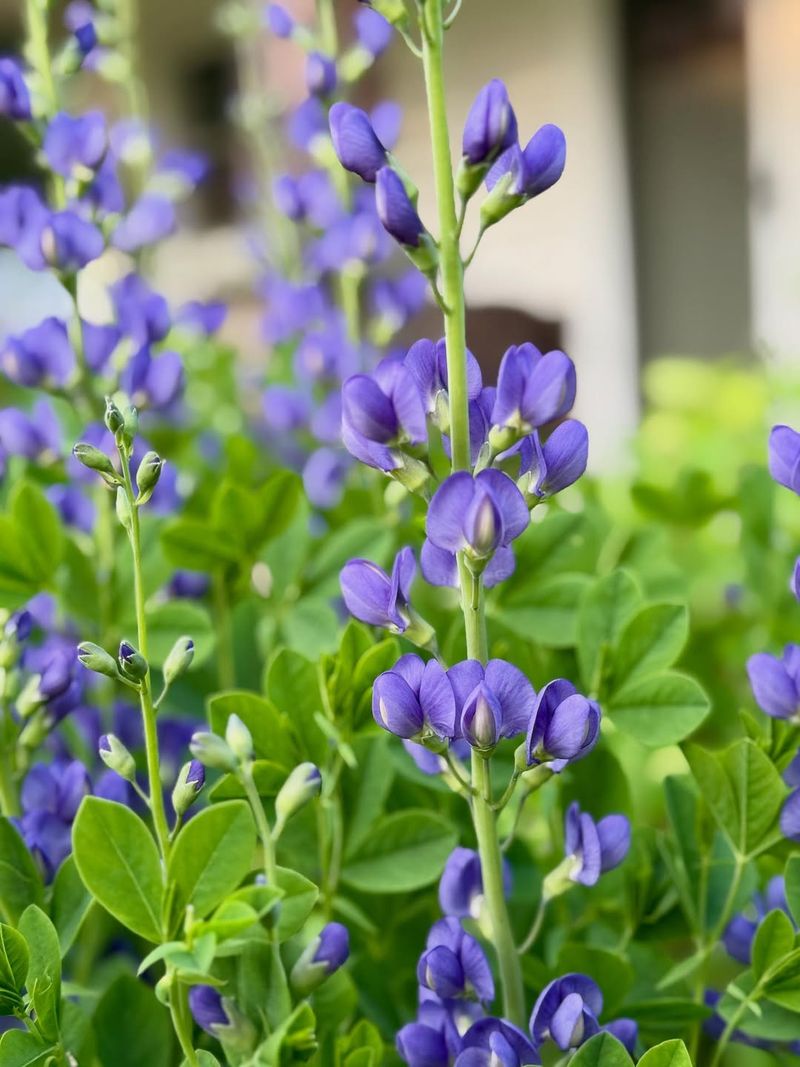 Blue False Indigo Is The Clay Busting Beauty To Plant First