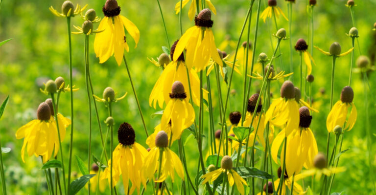grayhead coneflower