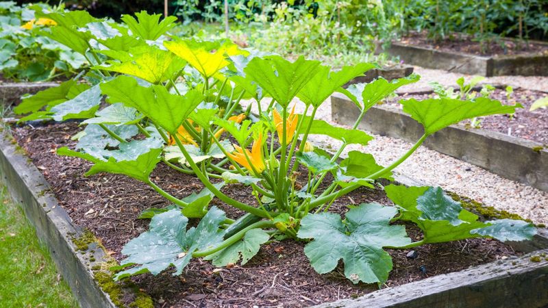 Fast Growing Plants That Quickly Take Over Garden Space
