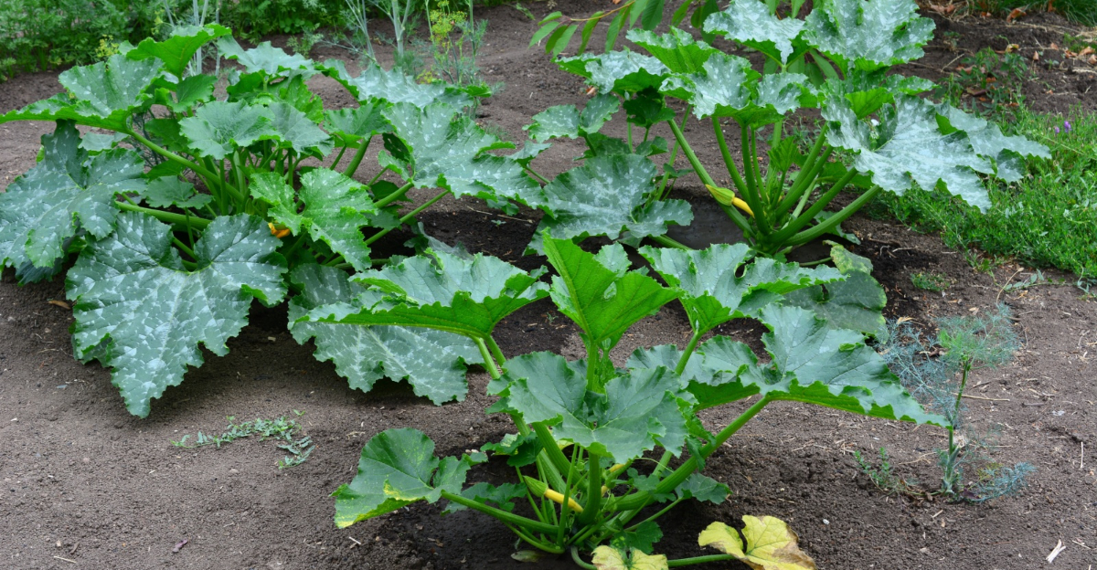 zucchini plant
