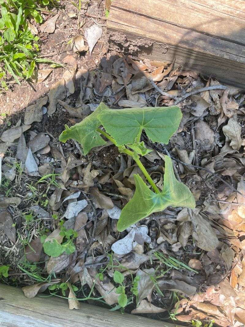 Leaves Start Wilting Even When Soil Feels Moist