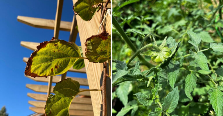 7 Early Signs Your Arizona Garden Is Showing Heat Stress