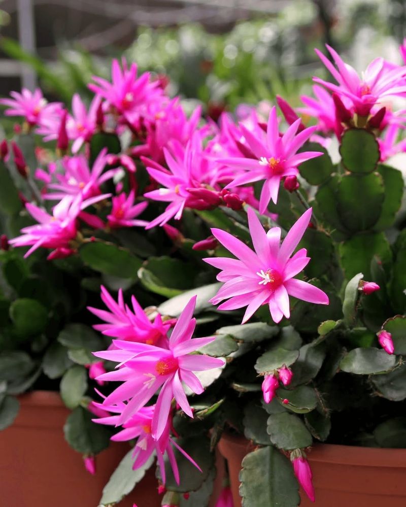 Give Easter Cactus Bright Indirect Light