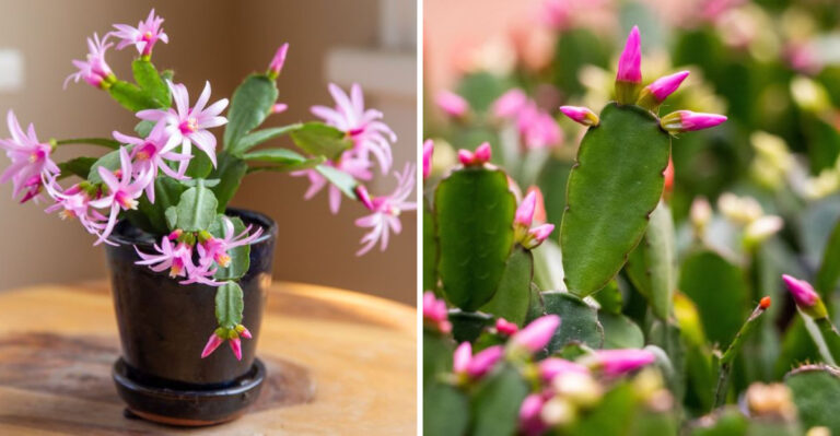 7 Easter Cactus Care Tips North Carolina Gardeners Swear By