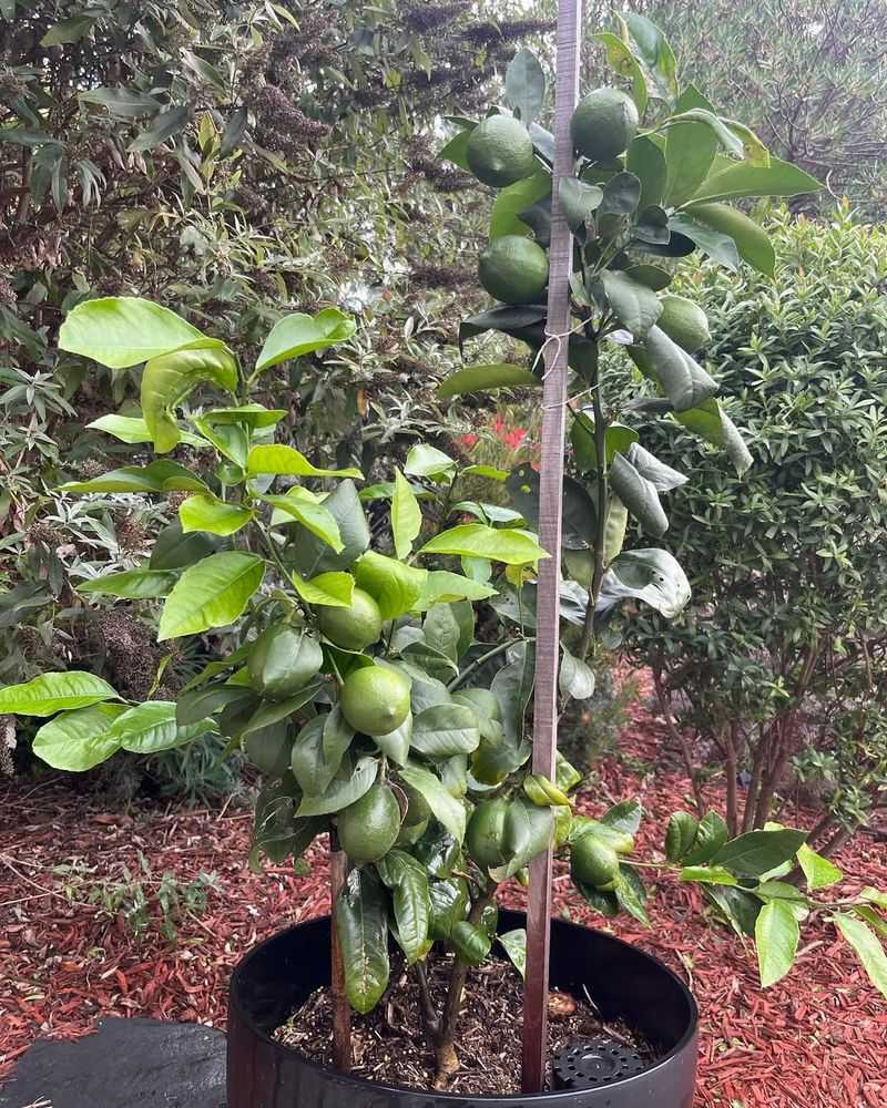 Citrus Trees Benefit From A Spring Feeding Boost