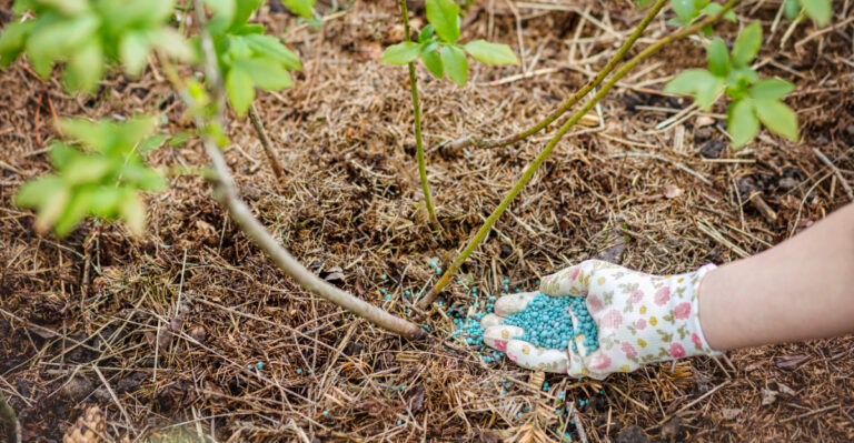 fertilize blueberries