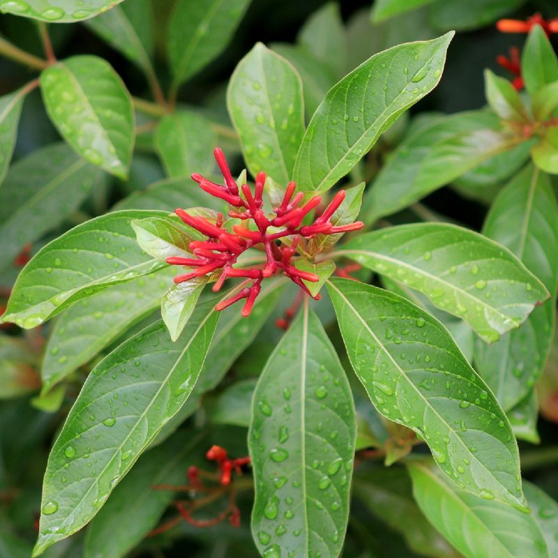 Firebush Benefits From A Light Spring Reset Before Growth Takes Off