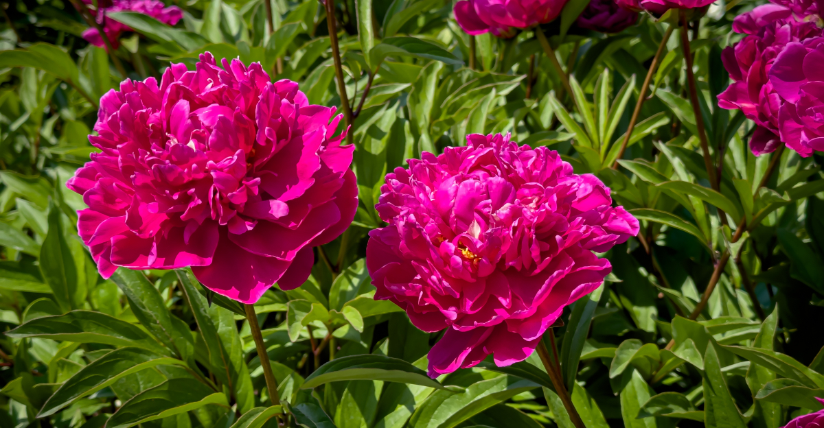 pink peonies