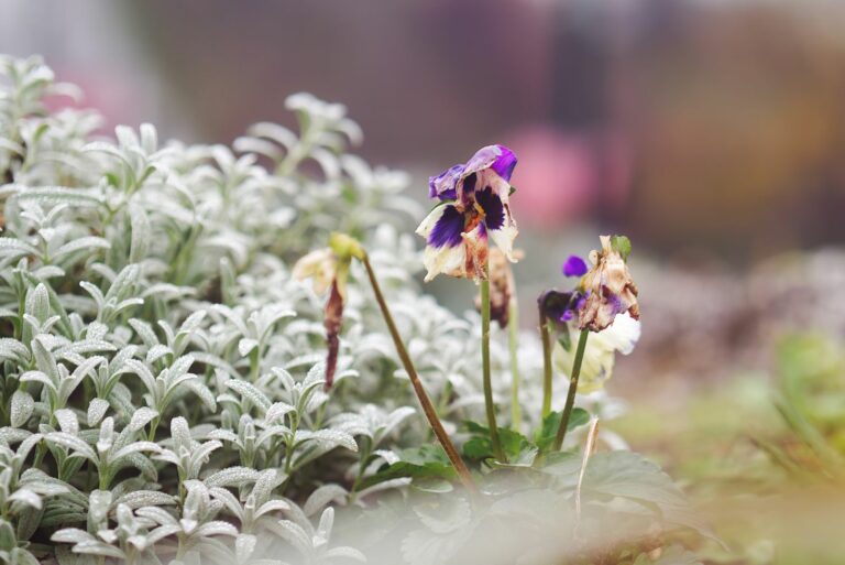 dry pansies