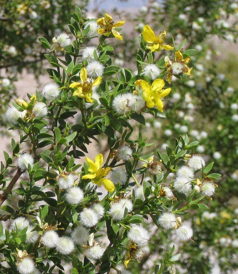 Creosote Bush With Iconic Desert Aroma
