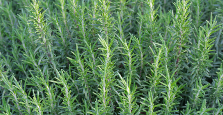 7 Fragrant Shrubs That Make Arizona Backyards Smell Amazing