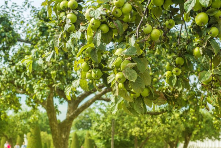 apple tree